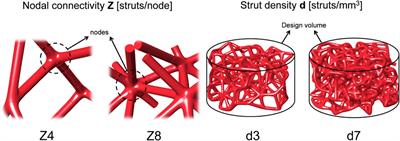 The effect of nodal connectivity and strut density within stochastic titanium scaffolds on osteogenesis